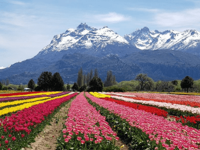 El Bolson Con Campo De Tulipanes