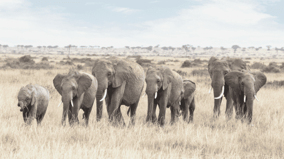 AFRICA OTRO CONCEPTO