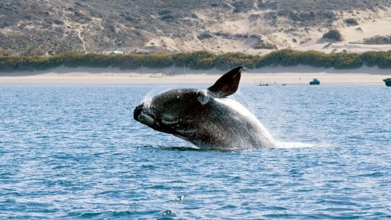 BALLENAS GALESES Y TULIPANES