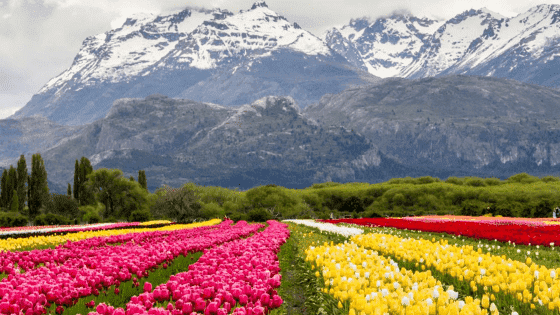 EXPERIENCIA CAMPO DE TULIPANES