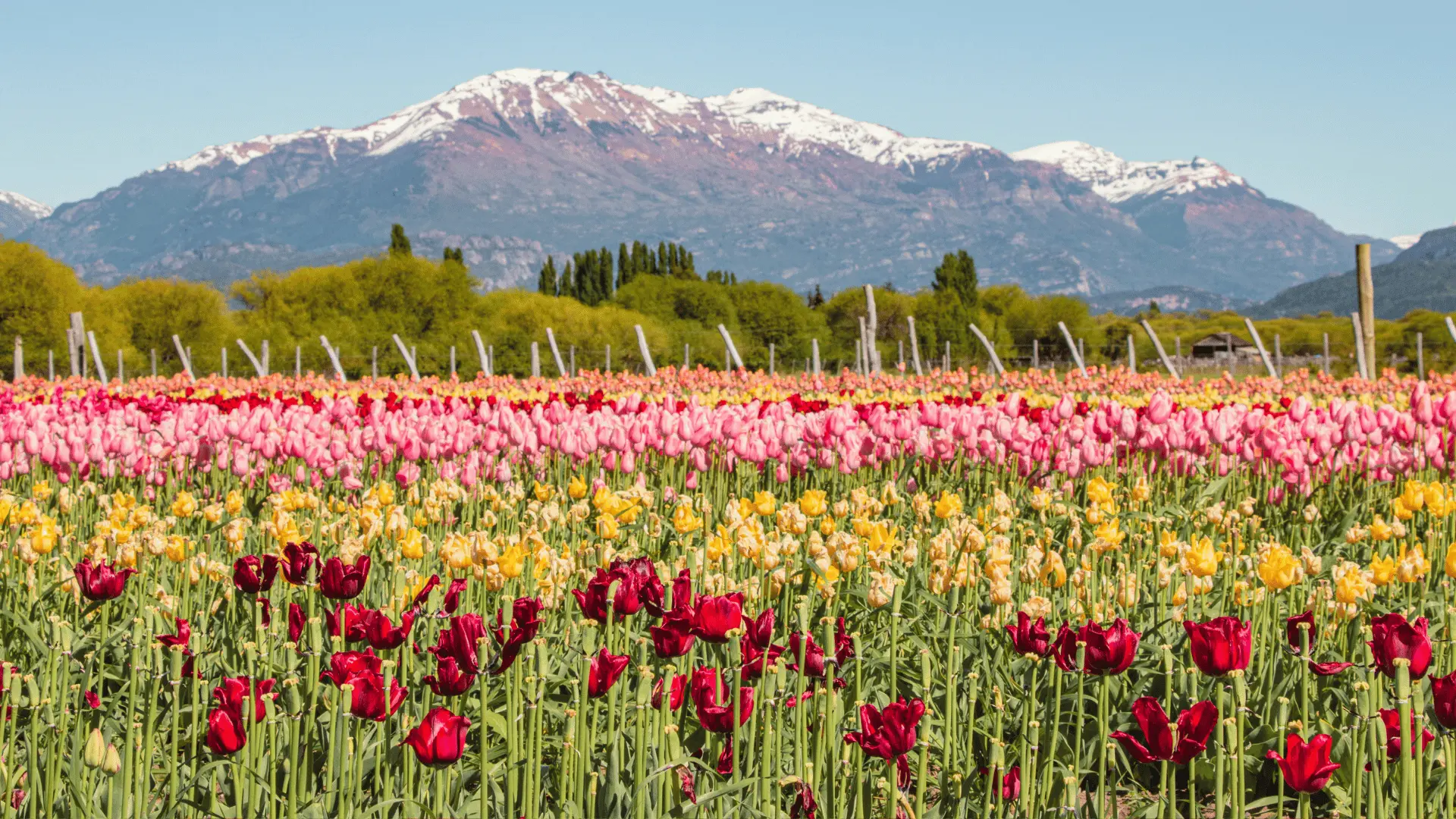 EL BOLSON CON CAMPO DE TULIPANES