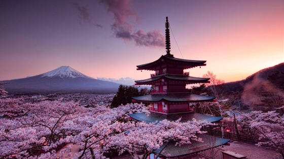 JAPON Y COREA - CHERRY BLOSSOM