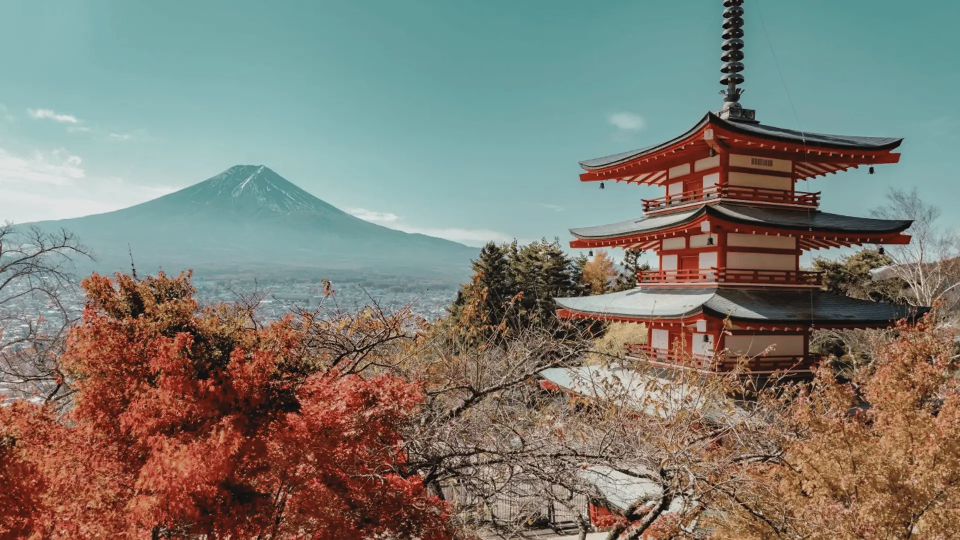 JAPON Y COREA - MOMIJI