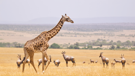 KENIA Y TANZANIA
