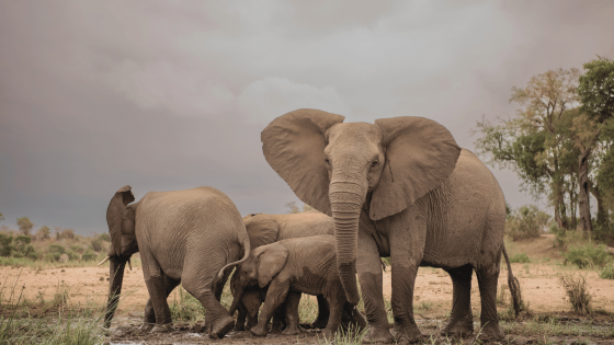 SUDAFRICA, CATARATAS VICTORIA Y CHOBE