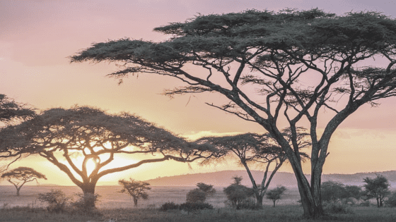 KENIA Y TANZANIA CON ZANZIBAR