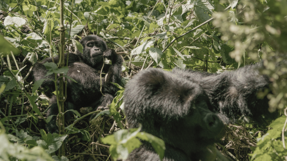 UGANDA